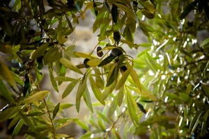 Gentiles are grafted into the olive tree of faith.