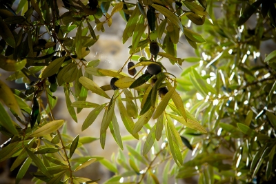 Gentiles are grafted into the olive tree of faith.